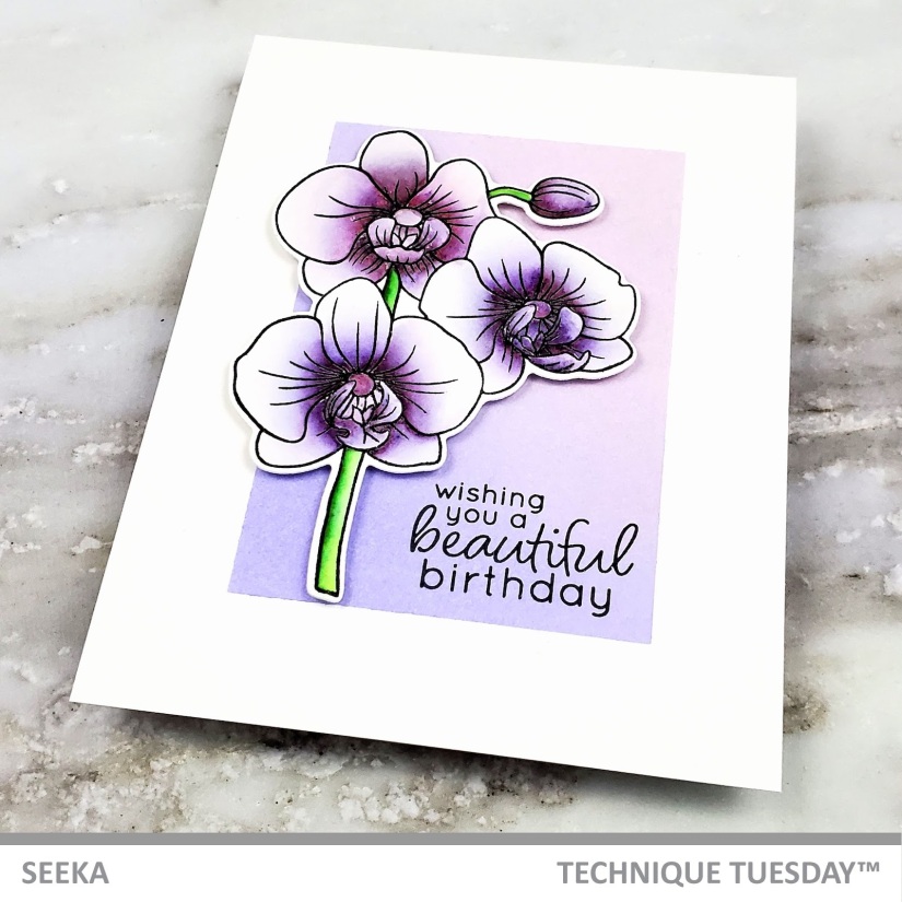 seeka-alluring-orchids-2